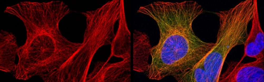 Lab Members | Welcome to Cytoskeleton And Cell Division Laboratory